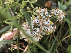 Aster taiwanensis