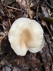 Clitocybaceae