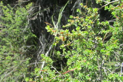Cliffortia propinqua