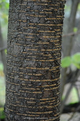 Prunus maackii