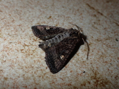 Euplexia euplexina