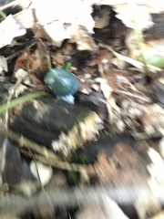 Stropharia aeruginosa