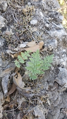 Myriopteris alabamensis