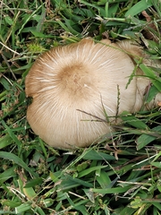 Megacollybia rodmanii