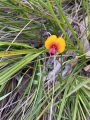 Isotropis cuneifolia