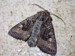Euplexia euplexina