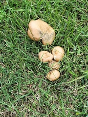 Megacollybia rodmanii