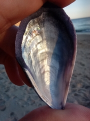 Mytilus galloprovincialis