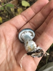 Stropharia aeruginosa