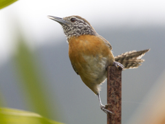 Pheugopedius rutilus