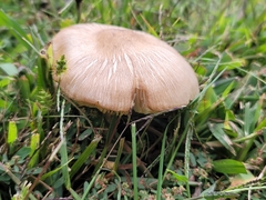 Megacollybia rodmanii