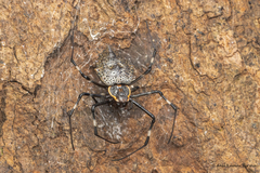 Herennia multipuncta