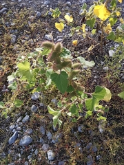 Xanthium orientale italicum