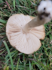 Megacollybia rodmanii