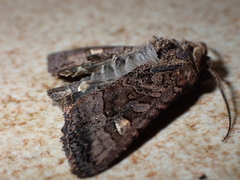 Euplexia euplexina