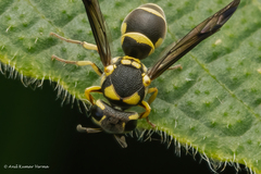 Antepipona