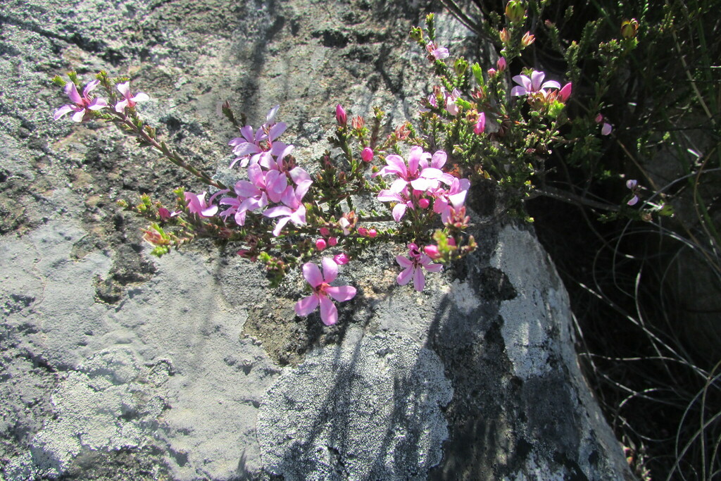 Acmadenia matroosbergensis (Acmadenia matroosbergensis)