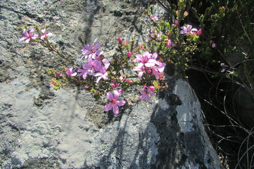 Acmadenia matroosbergensis (Acmadenia matroosbergensis)