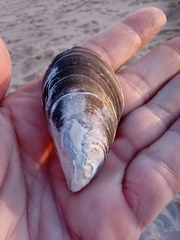 Mytilus galloprovincialis