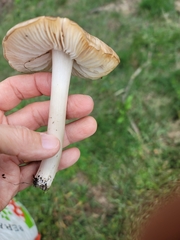 Megacollybia rodmanii