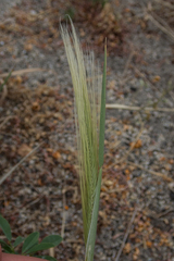 Hordeum jubatum