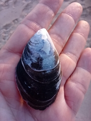 Mytilus galloprovincialis
