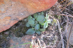 Crassula nudicaulis