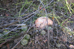 Bulbine mesembryanthemoides
