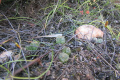 Bulbine mesembryanthemoides