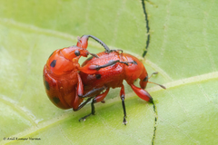Henicolabus octomaculatus