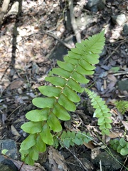 Blechnum hastatum