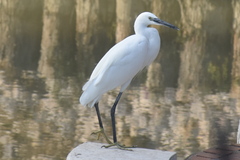 Egretta garzetta