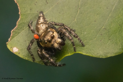 Hyllus