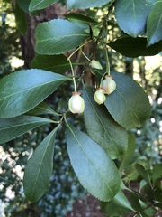 Euonymus carnosus