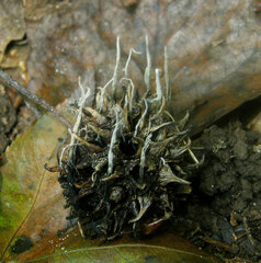 Xylaria liquidambar
