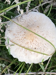 Agaricaceae