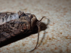 Euplexia euplexina
