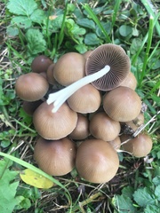 Britzelmayria multipedata