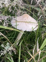 Agaricaceae