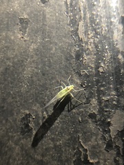Euceraphis