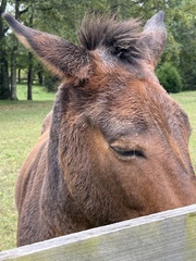 Equus asinus × caballus