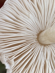 Agaricaceae
