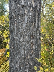 Pinus banksiana