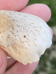Agaricaceae