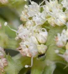 Echinophora spinosa