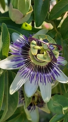 Passiflora caerulea