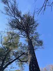 Pinus banksiana