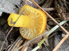 Hygrocybe ceracea