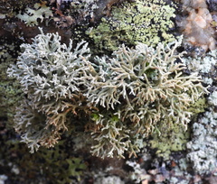 Sphaerophorus fragilis