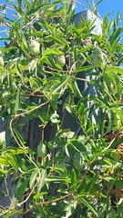 Passiflora caerulea